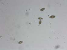 Load image into Gallery viewer, Professional Level - Soil Biology Testing Microscope