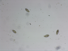 Load image into Gallery viewer, Professional Level - Soil Biology Testing Microscope