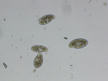 Load image into Gallery viewer, Professional Level - Soil Biology Testing Microscope