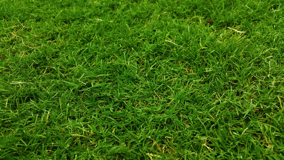 Is Compost Tea Good for Lawns?