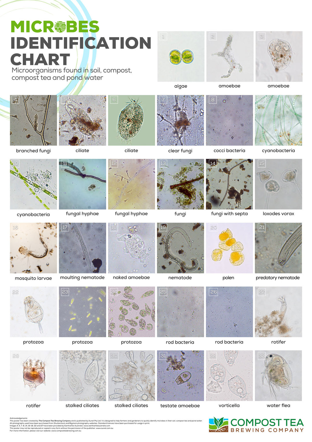 Microbial Identification Specification LAMINATED Microbes Identification Poster – CompostTeaBrewing